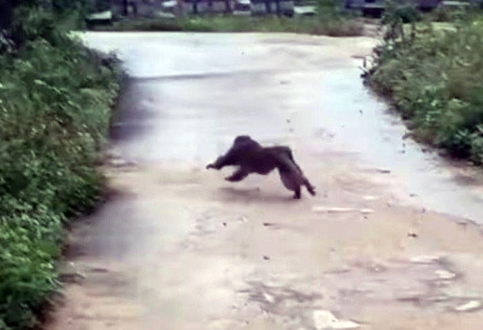 Tin thêm về vụ khỉ bất ngờ xuất hiện cắn 3 người bị thương ở Quảng Nam